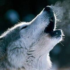 Straatwolf