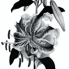 Black Lily