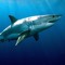 SimpleShark