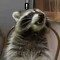 racoon