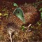 Circular Kiwi