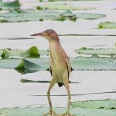 hiru