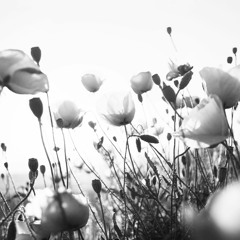 Diana Rid