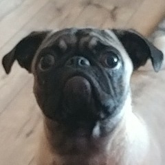 UglyPuggy