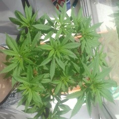 ganja
