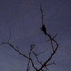 Apathesis
