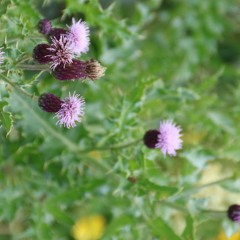 Charlotte Catriona Gray