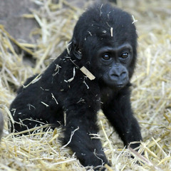 고GORILLA