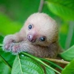 ｡◕‿◕｡