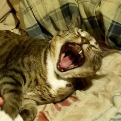 Sasha & The Children