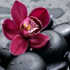 Mehreen D