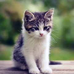 healthy mind healthy life