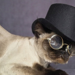 Boodicat Mc fly