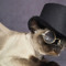 Boodicat Mc fly