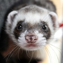 Sir Ferret