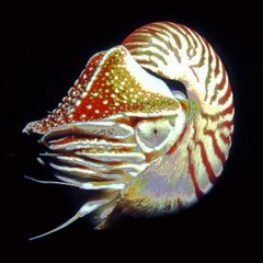 Olusk