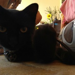 salem