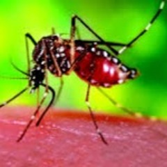 Zikaa Virus