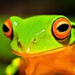 i like frogs
