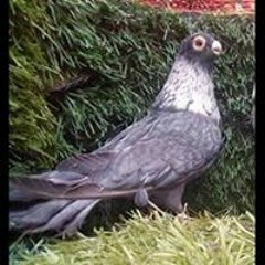 عبدالحميد محمد