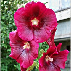 Bloomburg Bryan