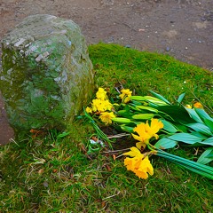 the Field, the Stone & the Flower