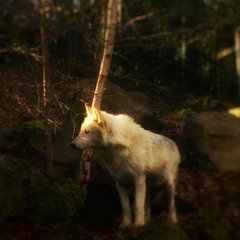 LightSun