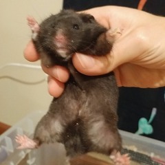 Grumblepants