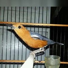 Anis Merah ngeplong perdana di kamar mandi