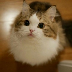 Minihazel