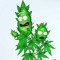cecil george 420