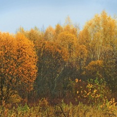 Seley Bradford