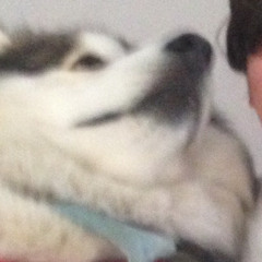 Landaloin Vansliedrecht