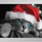 CatSantaHat