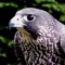Alilou Falcon