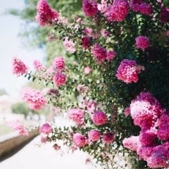 الشيخ محمد عبدالحليم الله يرحمه