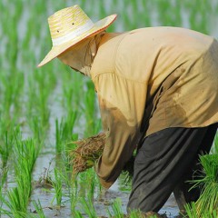 Никита Тамбовцев