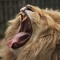 Rebelyawn
