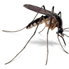 neato mosquito