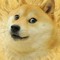 doge