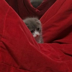 miaou&miaou