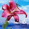Ibraa Abdo