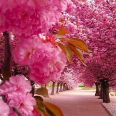 aaisha soomro
