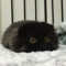 notacatcatt