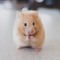 HamsterLove