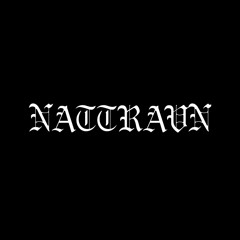 Nattravn