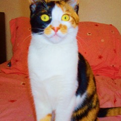 zeze