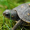 THE TURTLE