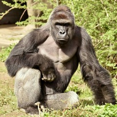 pray_for_harambe582