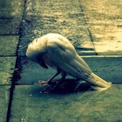albus corvus